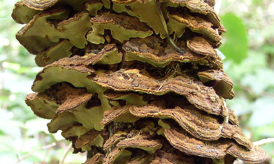 Phellinus ribis